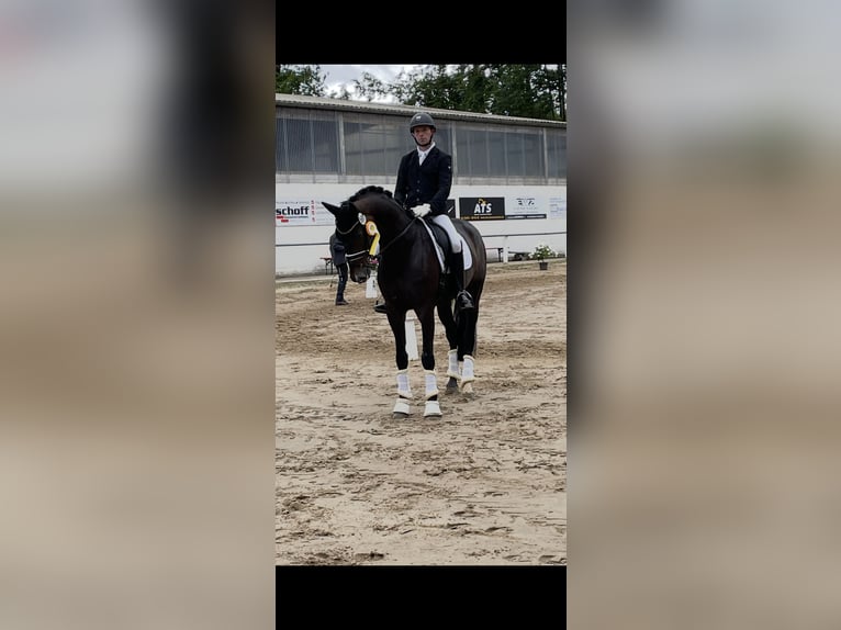 Koń oldenburski Wałach 7 lat 171 cm Gniada in Ibbenb&#xFC;ren