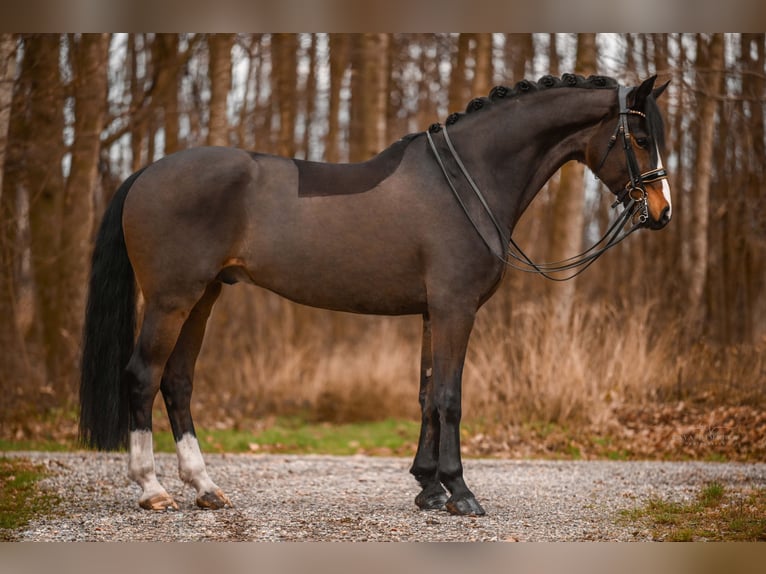 Koń oldenburski Wałach 7 lat 175 cm Ciemnogniada in Wehringen