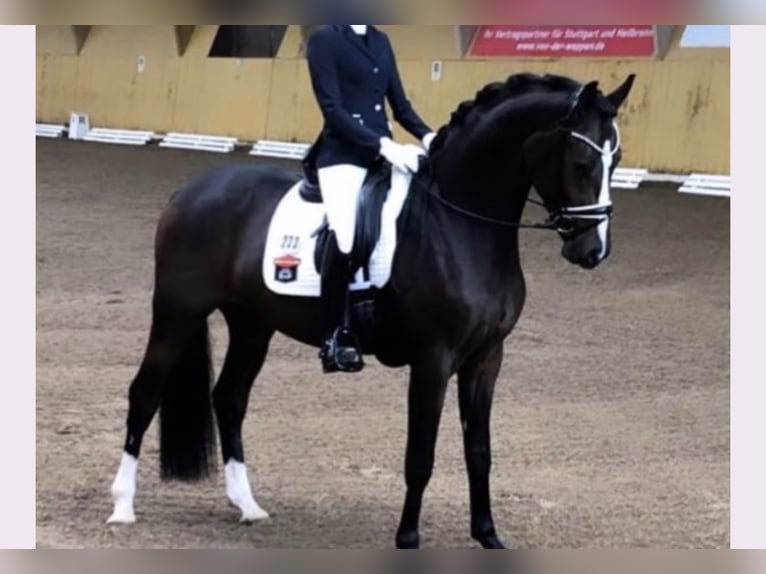 Koń oldenburski Wałach 7 lat 175 cm Ciemnogniada in Wehringen