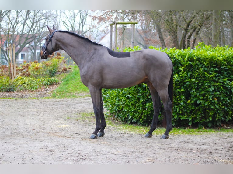 Koń oldenburski Wałach 7 lat 179 cm Ciemnogniada in Darmstadt