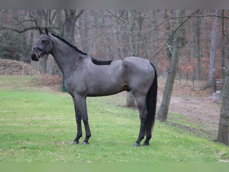 Koń oldenburski Wałach 7 lat 179 cm Ciemnogniada in Darmstadt