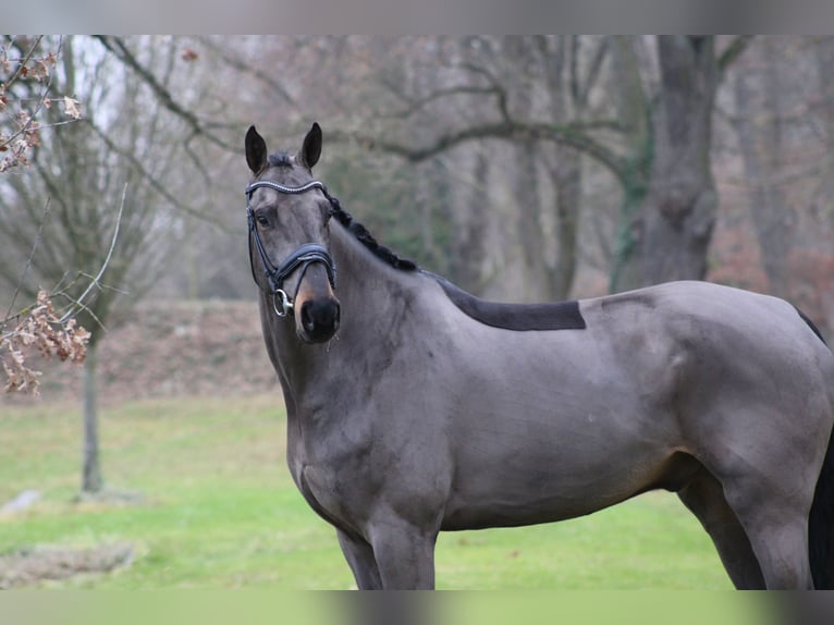 Koń oldenburski Wałach 7 lat 179 cm Ciemnogniada in Darmstadt