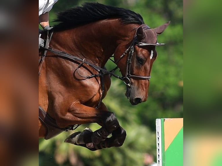 Koń oldenburski Wałach 7 lat 186 cm Gniada in Schönenberg ZH