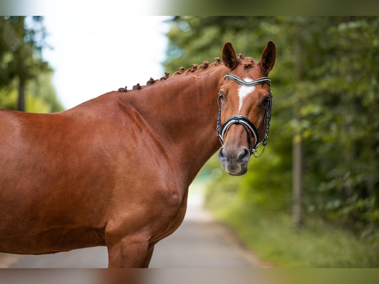 Koń oldenburski Wałach 8 lat 167 cm Kasztanowata in Krumbach