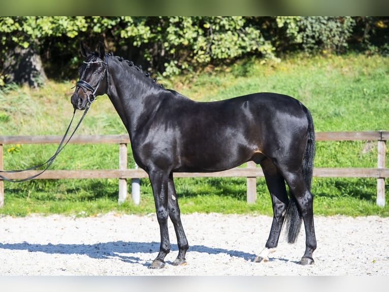 Koń oldenburski Wałach 8 lat 168 cm Ciemnogniada in Ziemięcice