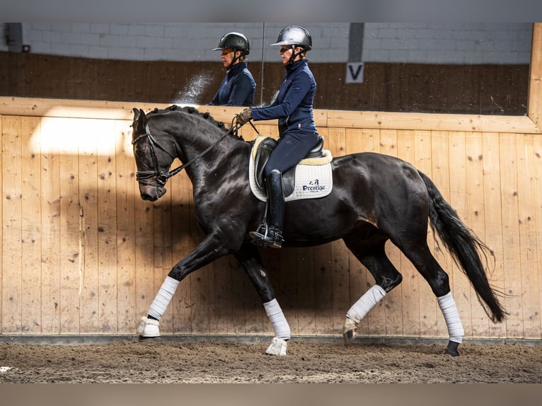 Koń oldenburski Wałach 8 lat 168 cm Ciemnogniada in Ziemięcice