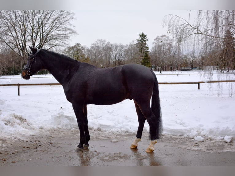 Koń oldenburski Wałach 8 lat 170 cm Ciemnogniada in München