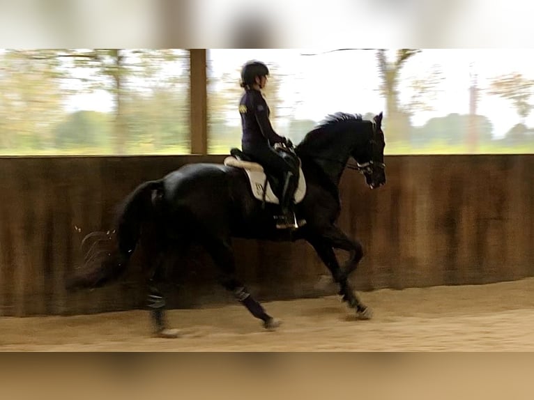 Koń oldenburski Wałach 8 lat 170 cm Ciemnogniada in Neeritter