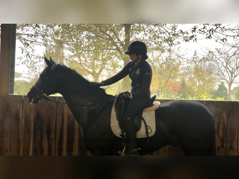 Koń oldenburski Wałach 8 lat 170 cm Ciemnogniada in Neeritter