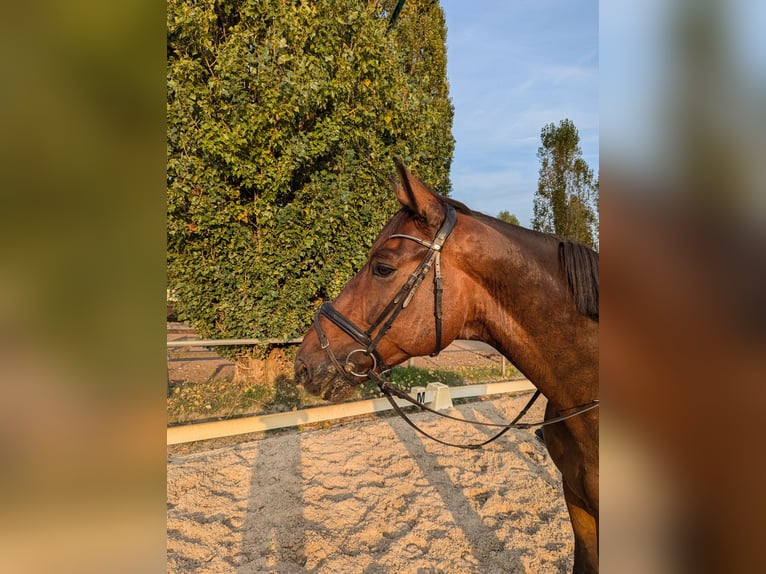 Koń oldenburski Wałach 8 lat 170 cm Gniada in Stahnsdorf