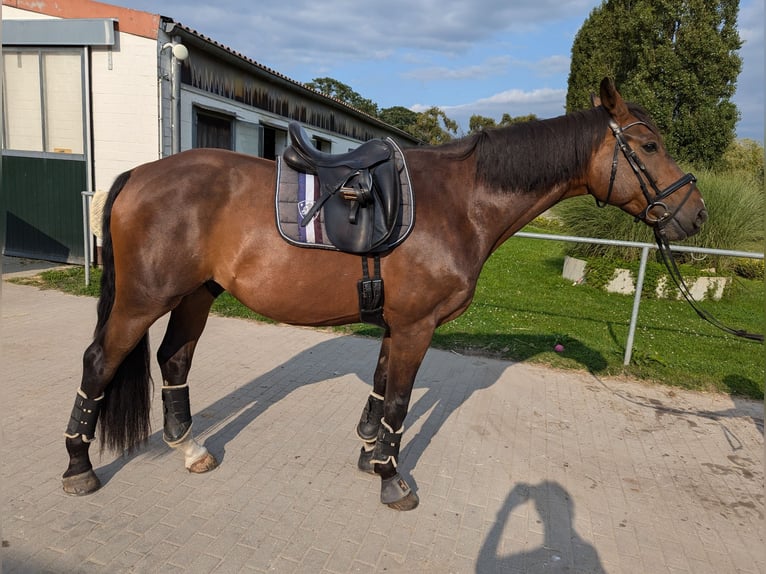 Koń oldenburski Wałach 8 lat 170 cm Gniada in Stahnsdorf