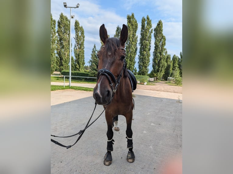 Koń oldenburski Wałach 8 lat 170 cm Gniada in Stahnsdorf