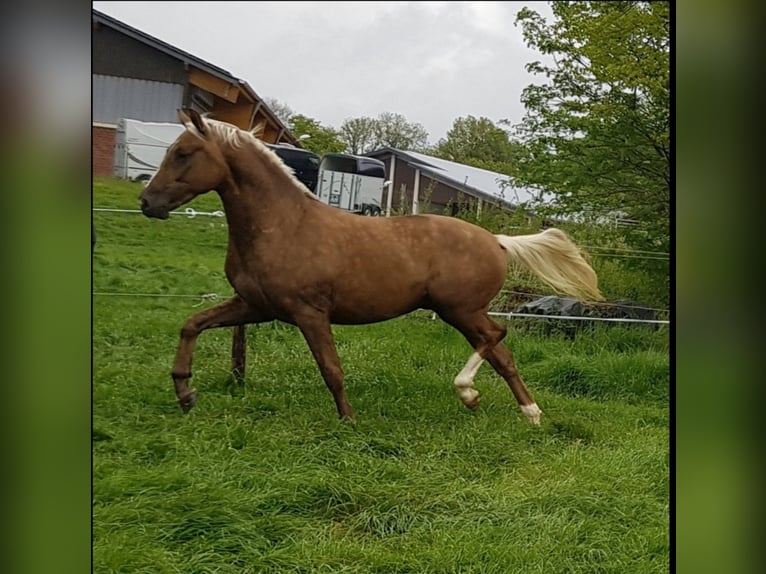 Koń oldenburski Wałach 8 lat 170 cm Izabelowata in Aachen