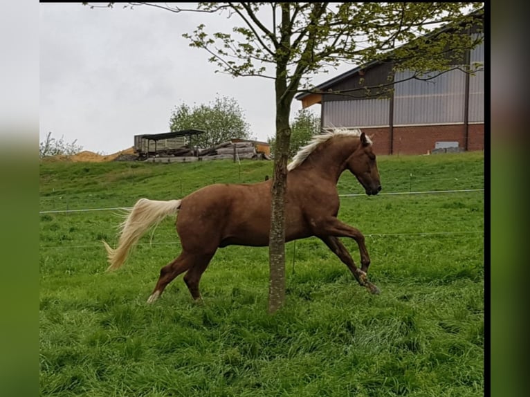 Koń oldenburski Wałach 8 lat 170 cm Izabelowata in Aachen