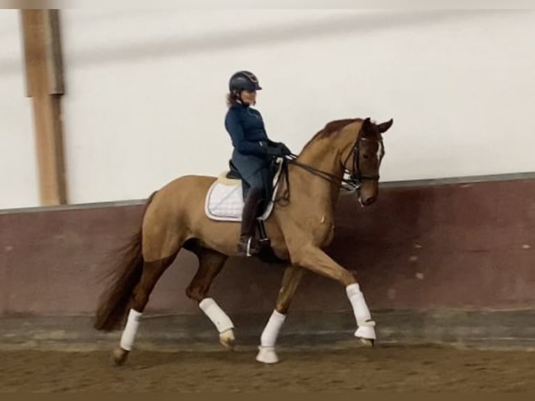 Koń oldenburski Wałach 8 lat 170 cm Kasztanowata in Bretten