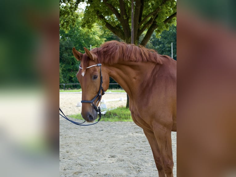 Koń oldenburski Wałach 8 lat 172 cm Ciemnokasztanowata in Halver