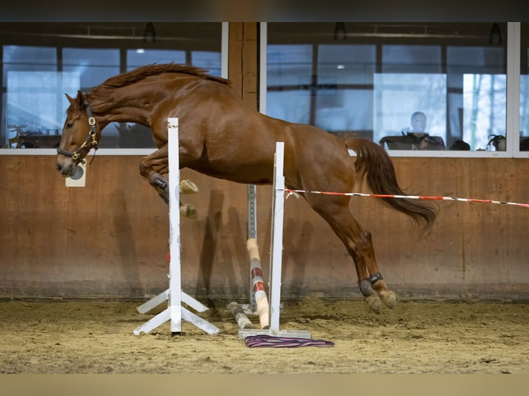 Koń oldenburski Wałach 8 lat 172 cm Ciemnokasztanowata in Halver