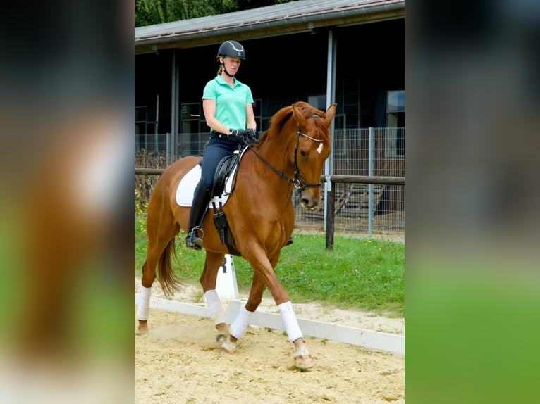 Koń oldenburski Wałach 8 lat 172 cm Ciemnokasztanowata in Halver