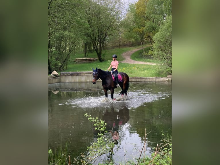 Koń oldenburski Wałach 8 lat 174 cm Ciemnogniada in Loxstedt