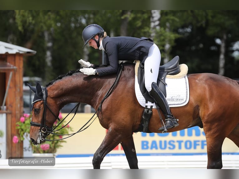 Koń oldenburski Wałach 8 lat Gniada in Jesteburg