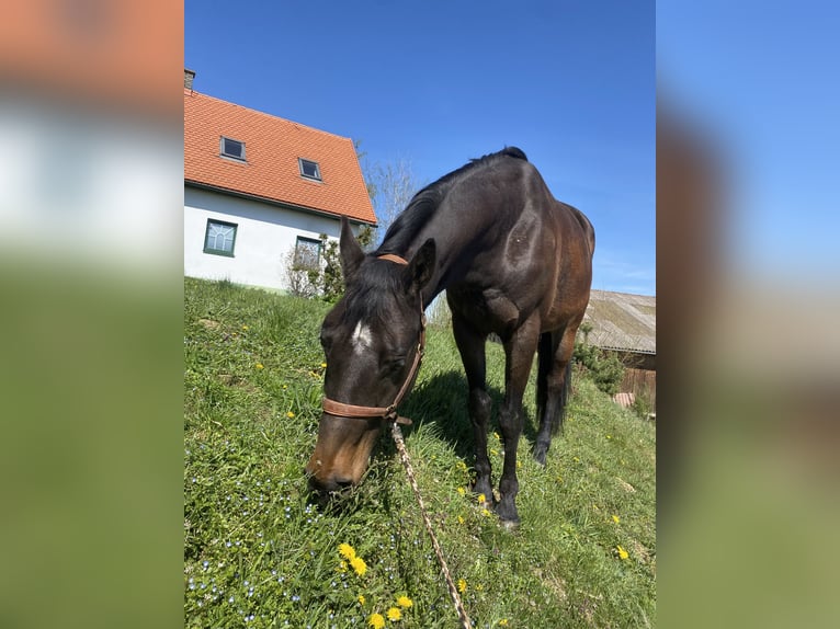 Koń oldenburski Wałach 9 lat 165 cm Gniada in St. Marein bei Graz