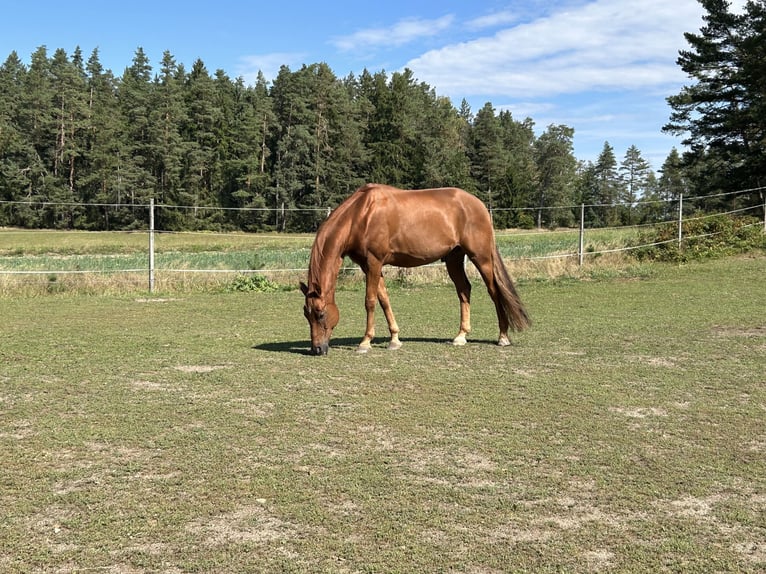 Koń oldenburski Wałach 9 lat 165 cm Kasztanowata in Gmünd