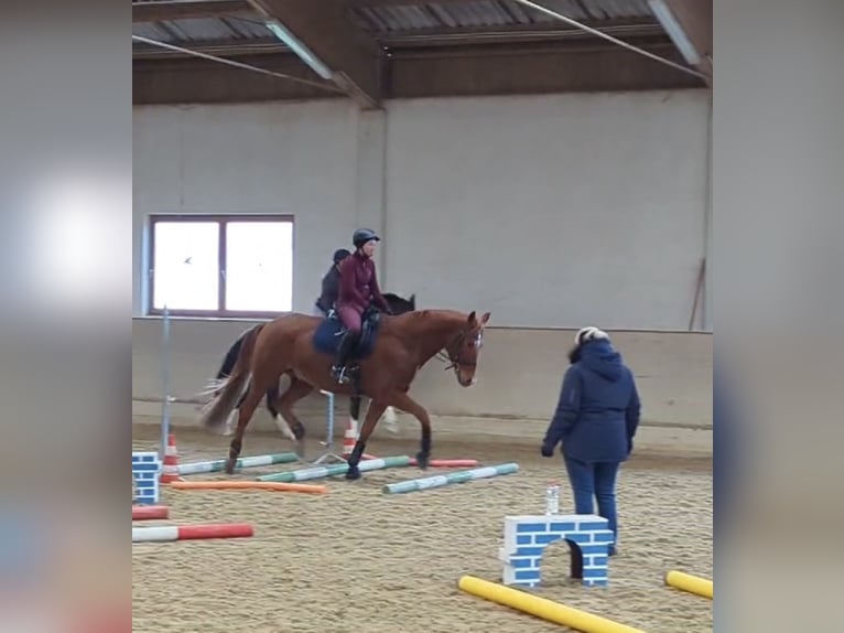 Koń oldenburski Wałach 9 lat 165 cm Kasztanowata in Gmünd