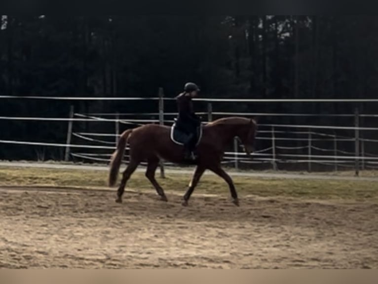 Koń oldenburski Wałach 9 lat 165 cm Kasztanowata in Gmünd