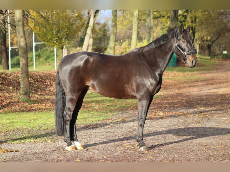 Koń oldenburski Wałach 9 lat 168 cm Ciemnogniada in Darmstadt