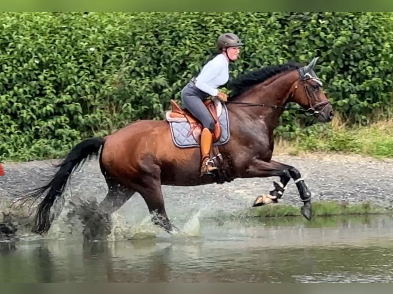 Koń oldenburski Wałach 9 lat 168 cm Ciemnogniada in Kaarst