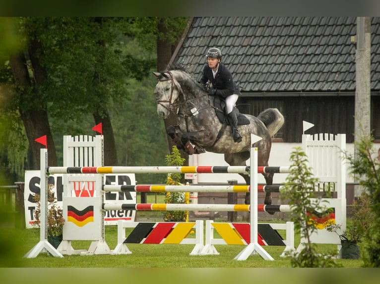 Koń oldenburski Wałach 9 lat 171 cm Siwa jabłkowita in Wagenfeld