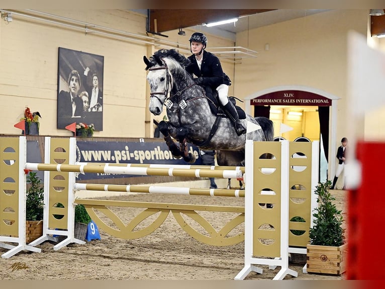 Koń oldenburski Wałach 9 lat 171 cm Siwa jabłkowita in Wagenfeld