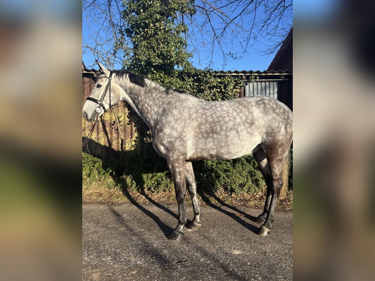 Koń oldenburski Wałach 9 lat 171 cm Siwa jabłkowita in Wagenfeld