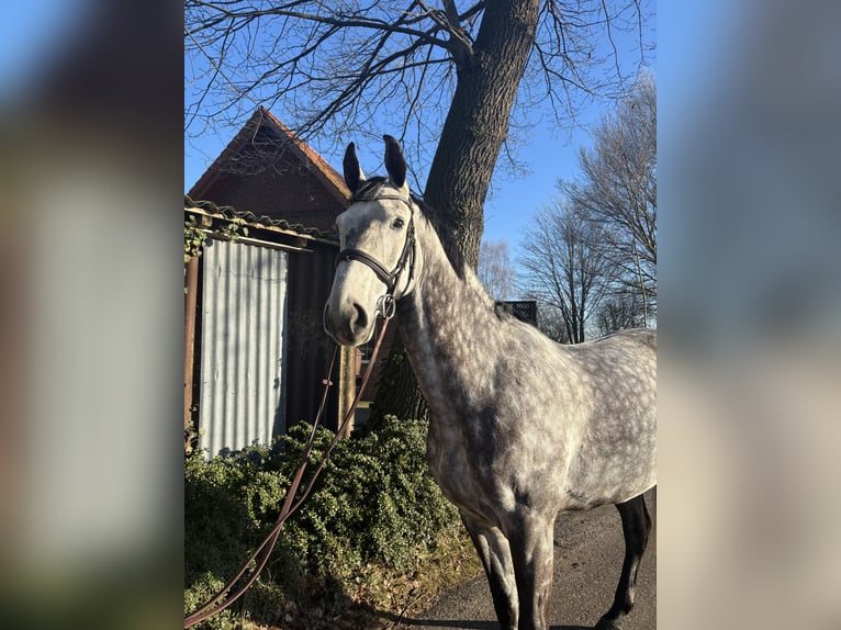 Koń oldenburski Wałach 9 lat 171 cm Siwa jabłkowita in Wagenfeld