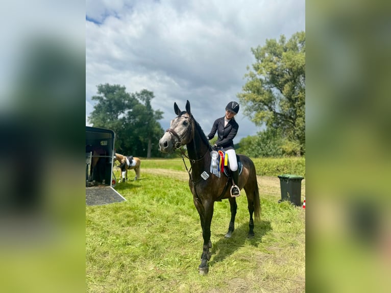 Koń oldenburski Wałach 9 lat 173 cm Siwa in Bleckede