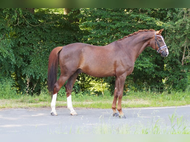 Koń oldenburski Wałach 9 lat 174 cm in Gleichen