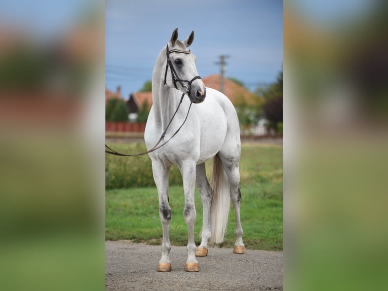 Koń oldenburski Wałach 9 lat 174 cm Siwa in Bekesszentandras