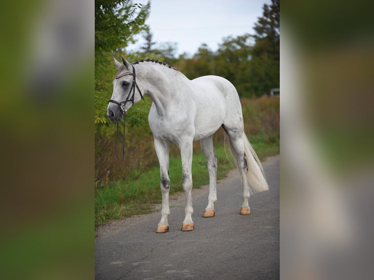 Koń oldenburski Wałach 9 lat 174 cm Siwa in Bekesszentandras