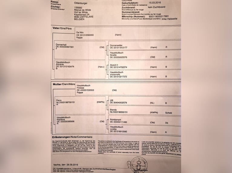 Koń oldenburski Wałach 9 lat 177 cm Kara in Rijsbergen