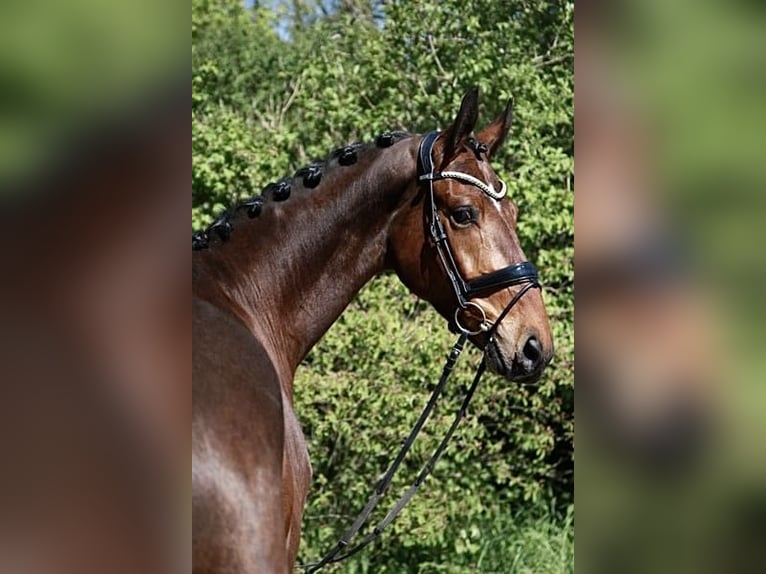 Koń oldenburski Wałach 9 lat 179 cm Gniada in Lohne (Oldenburg)