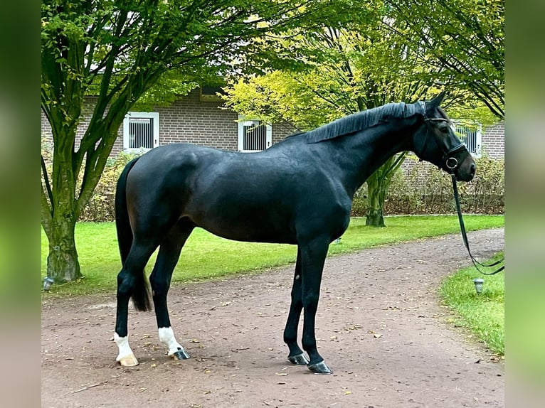 Koń oldenburski Wałach 9 lat 187 cm Ciemnogniada in Fürstenau