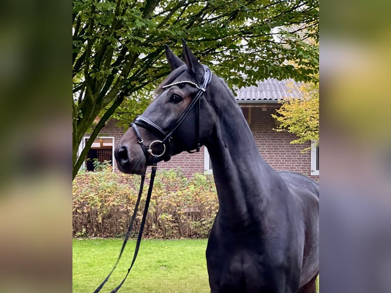 Koń oldenburski Wałach 9 lat 187 cm Ciemnogniada in Fürstenau