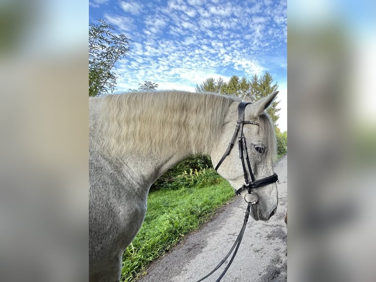 Koń orłowski Klacz 13 lat 170 cm Siwa in Laudenbach