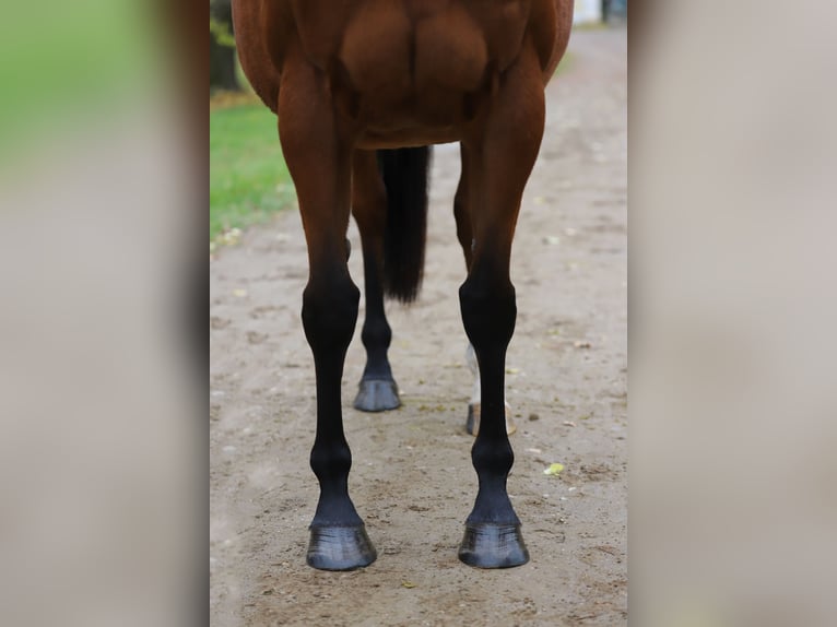 Koń pełnej krwi angielskiej Klacz 10 lat 158 cm Gniada in Torgau OT Graditz