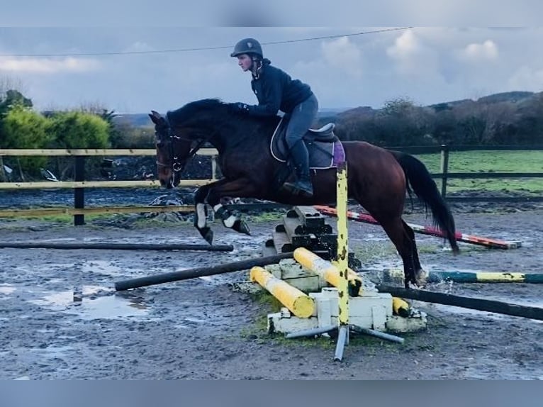 Koń pełnej krwi angielskiej Klacz 10 lat 160 cm Gniada in Sligo