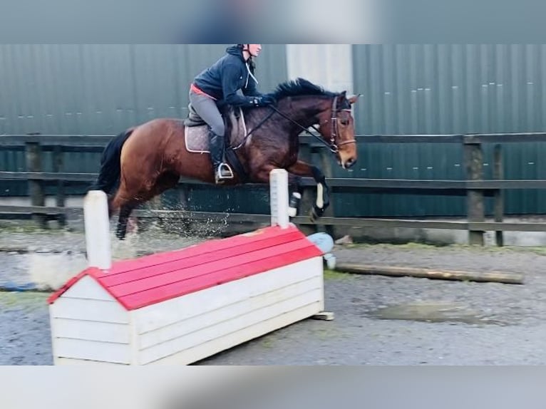 Koń pełnej krwi angielskiej Klacz 10 lat 160 cm Gniada in Sligo