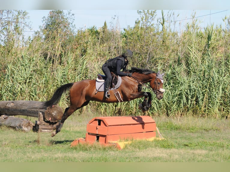 Koń pełnej krwi angielskiej Klacz 10 lat 164 cm Ciemnogniada in Banyoles