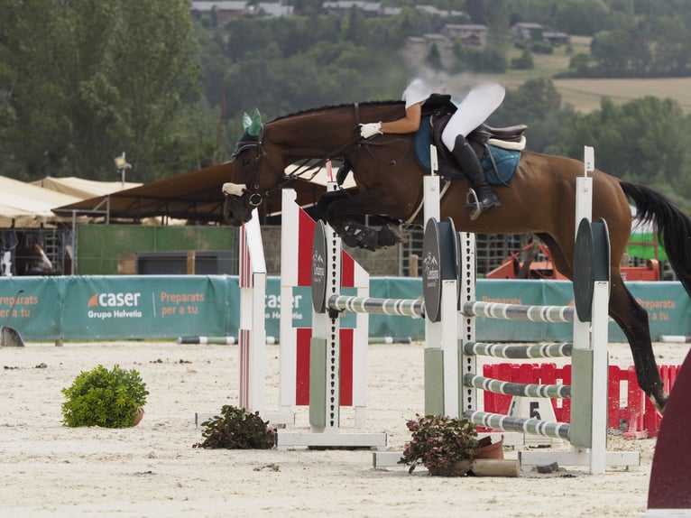 Koń pełnej krwi angielskiej Klacz 10 lat 164 cm Ciemnogniada in Banyoles