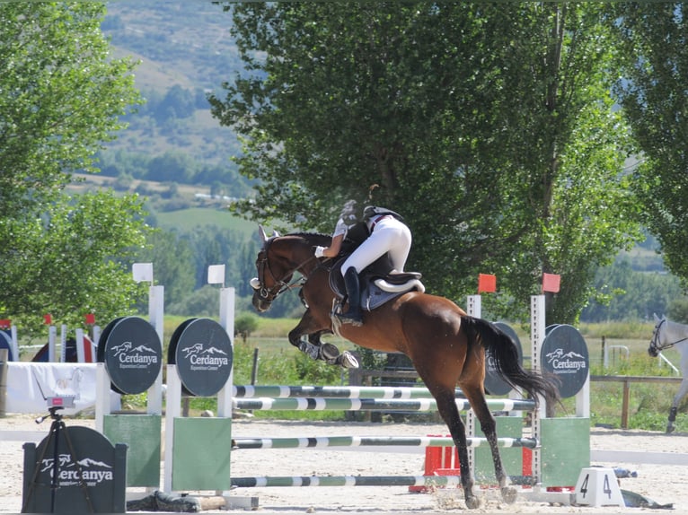 Koń pełnej krwi angielskiej Klacz 10 lat 164 cm Ciemnogniada in Banyoles