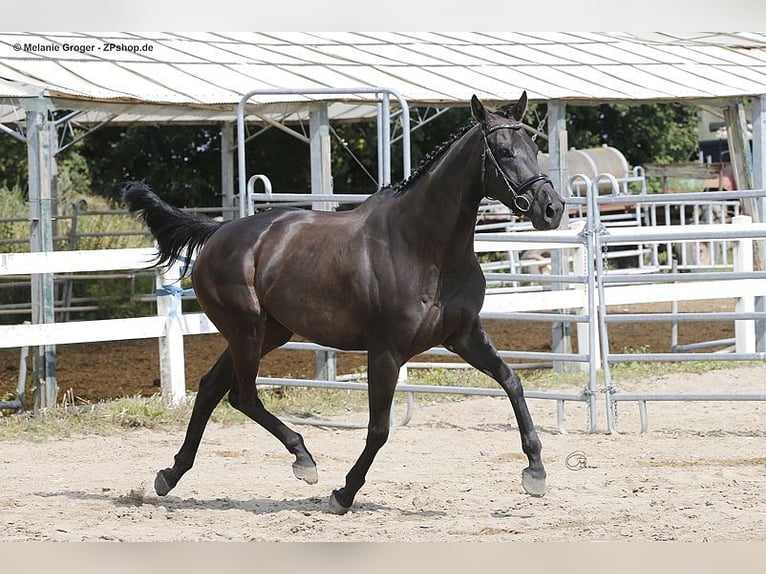 Koń pełnej krwi angielskiej Klacz 10 lat 164 cm Kara in Bad Oldesloe